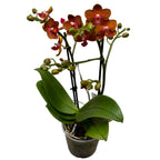 Phalaenopsis Matchlight