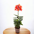 Epidendrum radicans 'Nordic Fire’