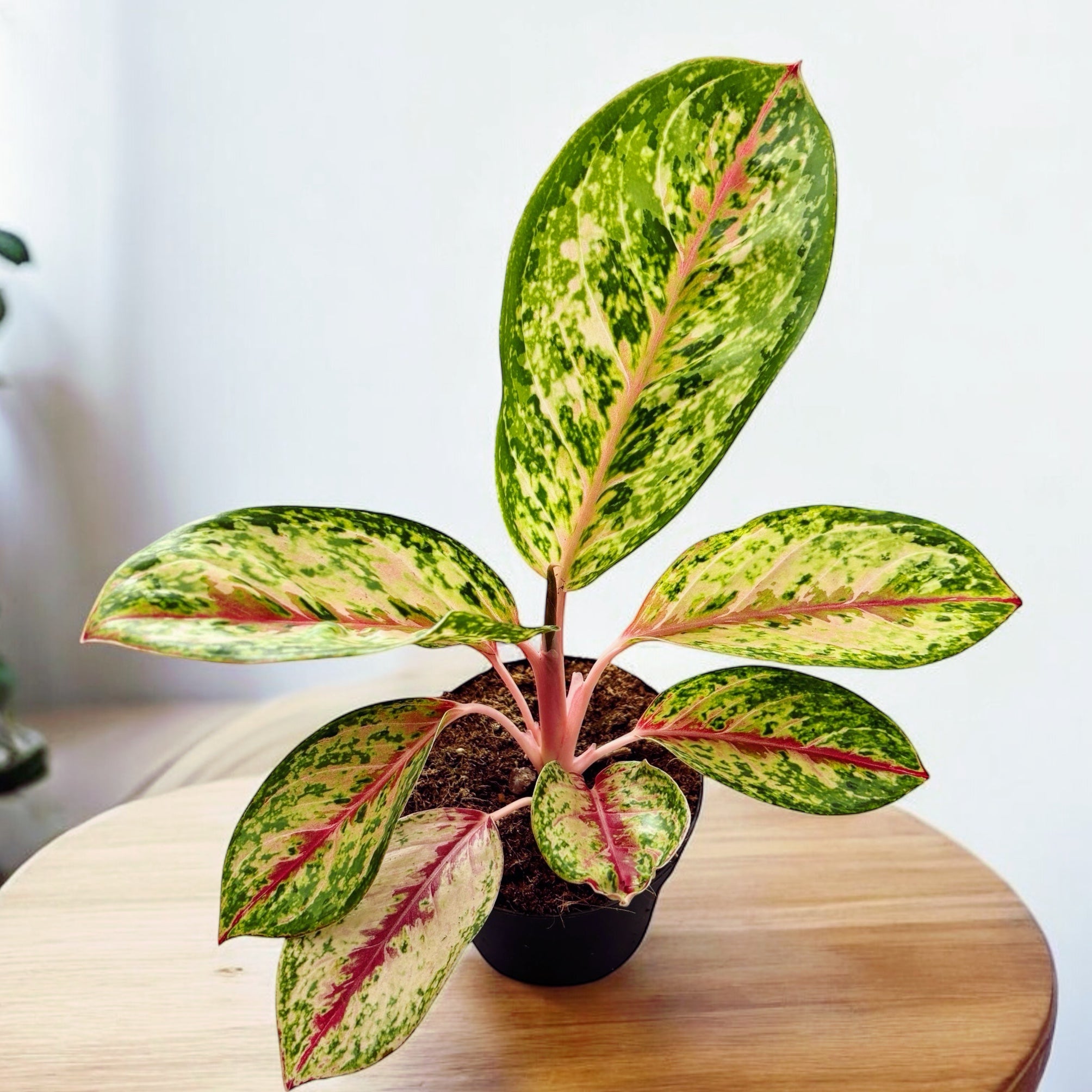Aglaonema 'Celebration'