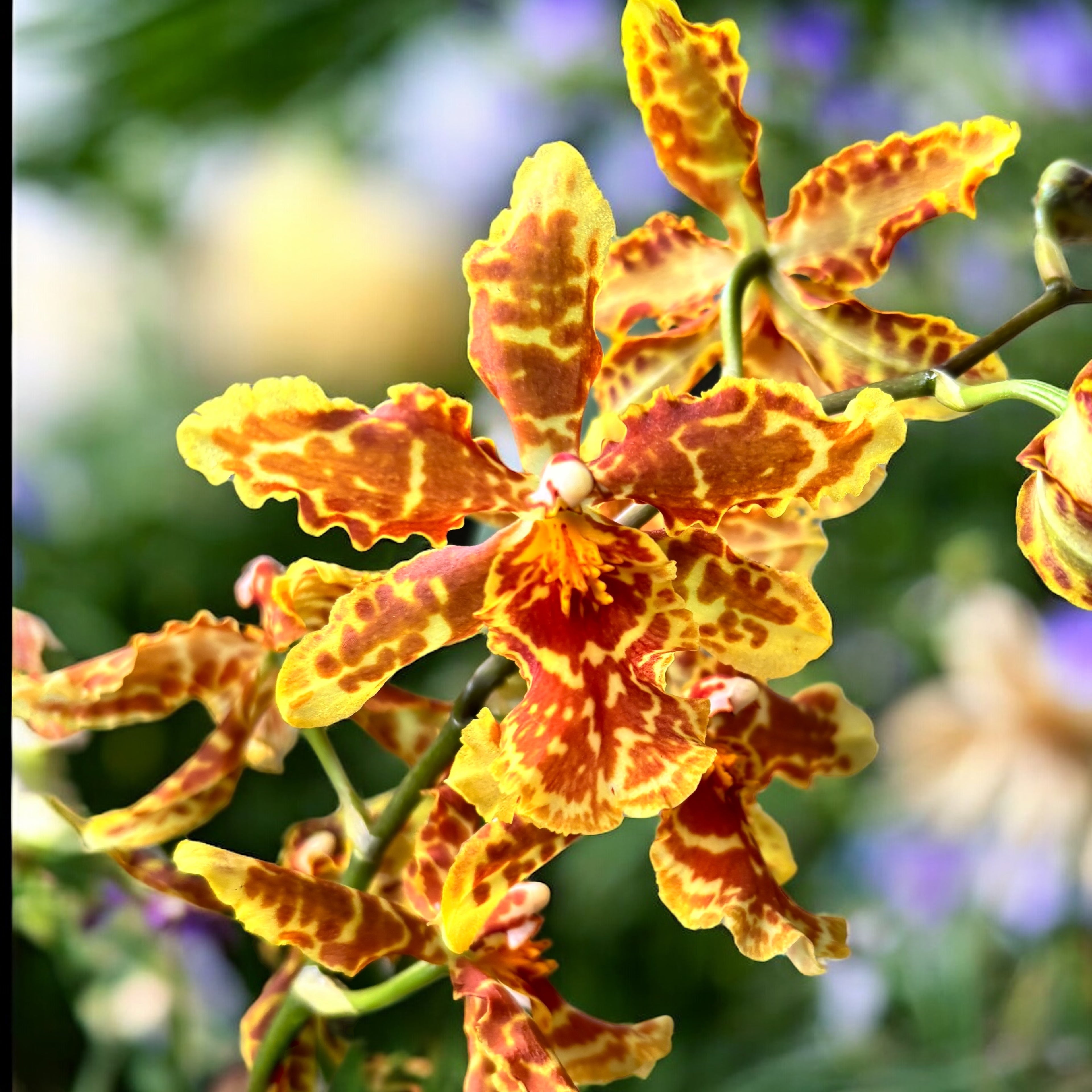 Odontocidium Golden Mirth « Filini’s Gold Dust » - parfumé