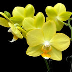 Phalaenopsis La Paz (Honey Poppy) duftend