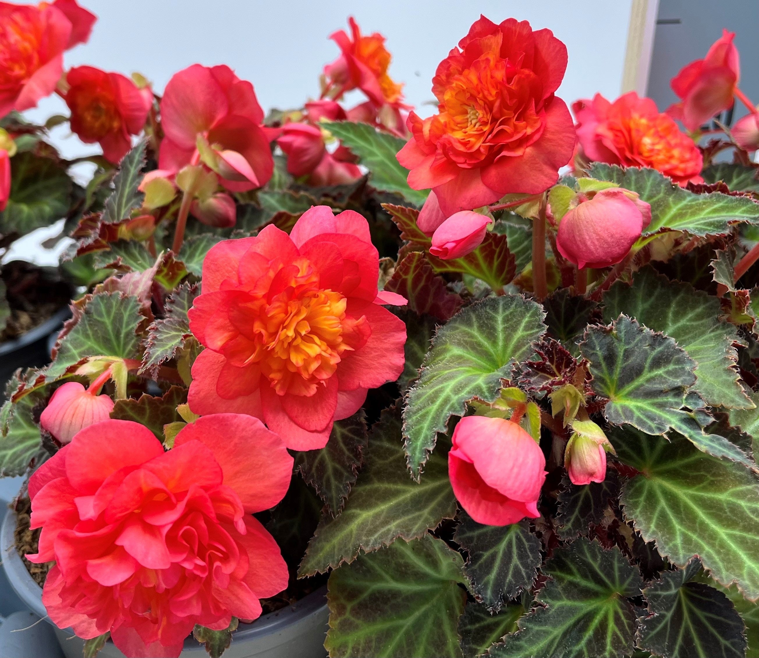 Begonia (Tuberhybrida Grp) Nonstop Mocca TITAN™ 'Amelie'
