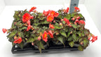 Begonia (Tuberhybrida Grp) Nonstop Mocca TITAN™ 'Amelie'