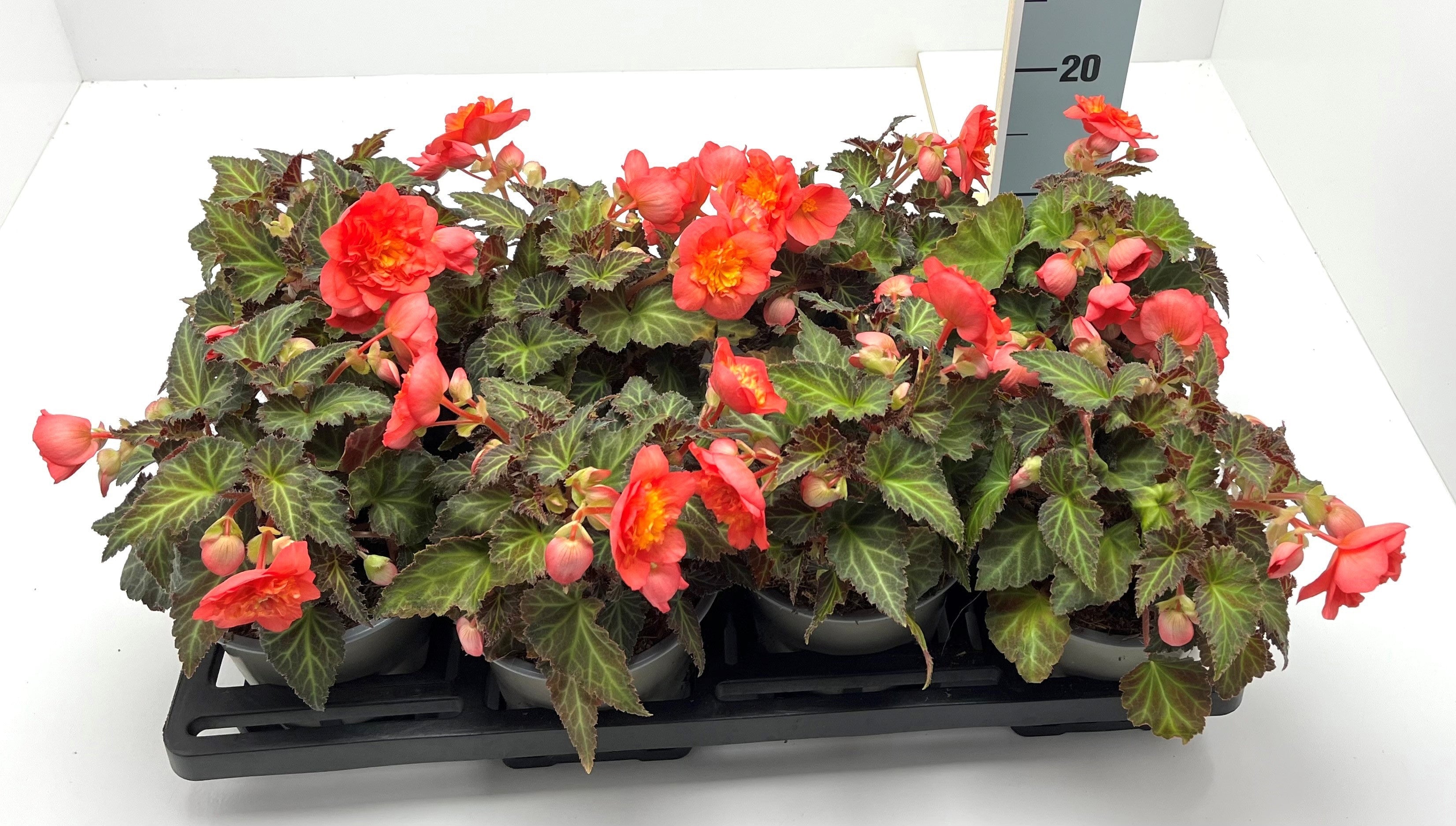 Begonia (Tuberhybrida Grp) Nonstop Mocca TITAN™ 'Amelie'