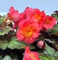 Begonia (Tuberhybrida Grp) Nonstop Mocca TITAN™ 'Amelie'