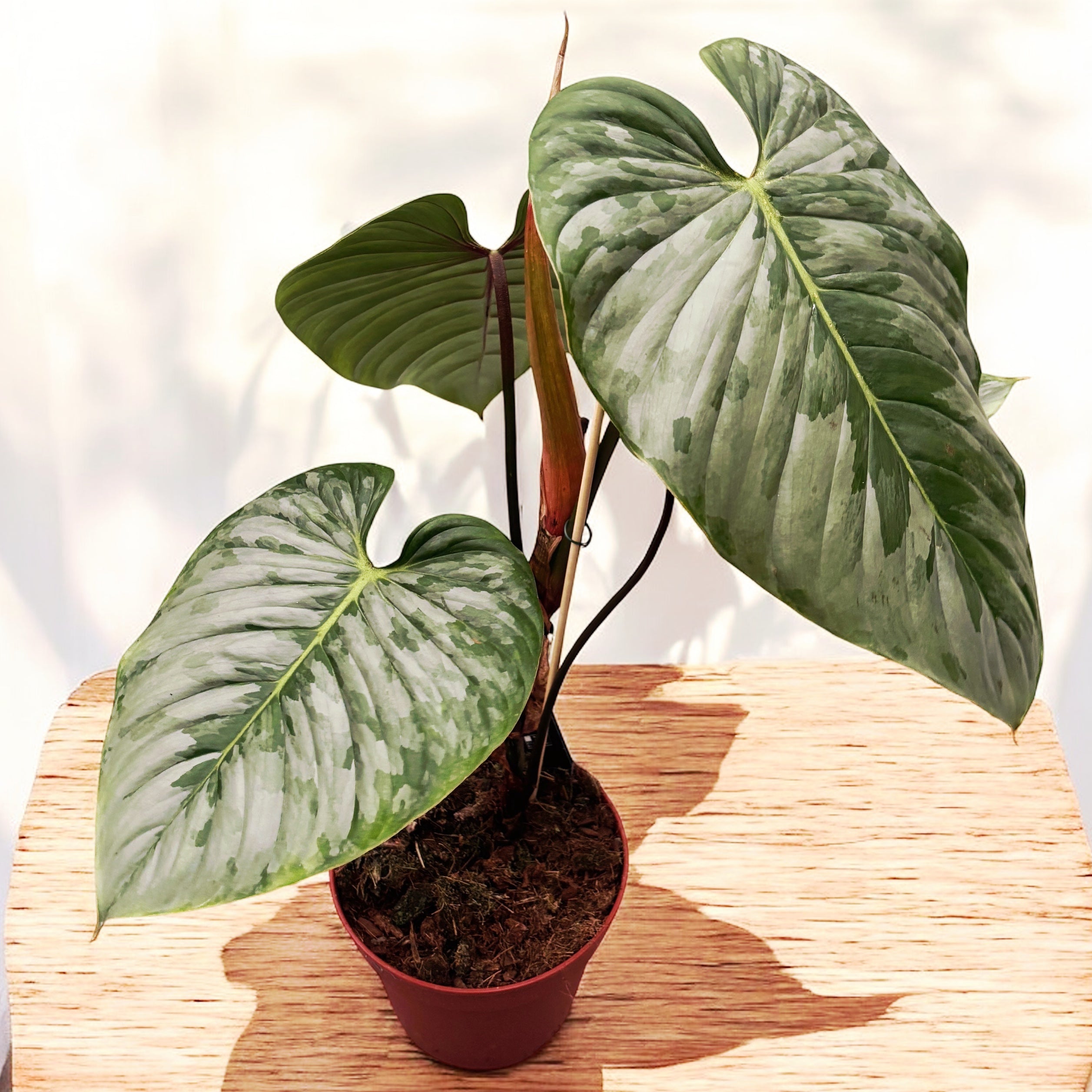 Philodendron sodiroi D15