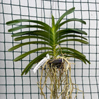 Van. Pon Washington No. 712 parfumat