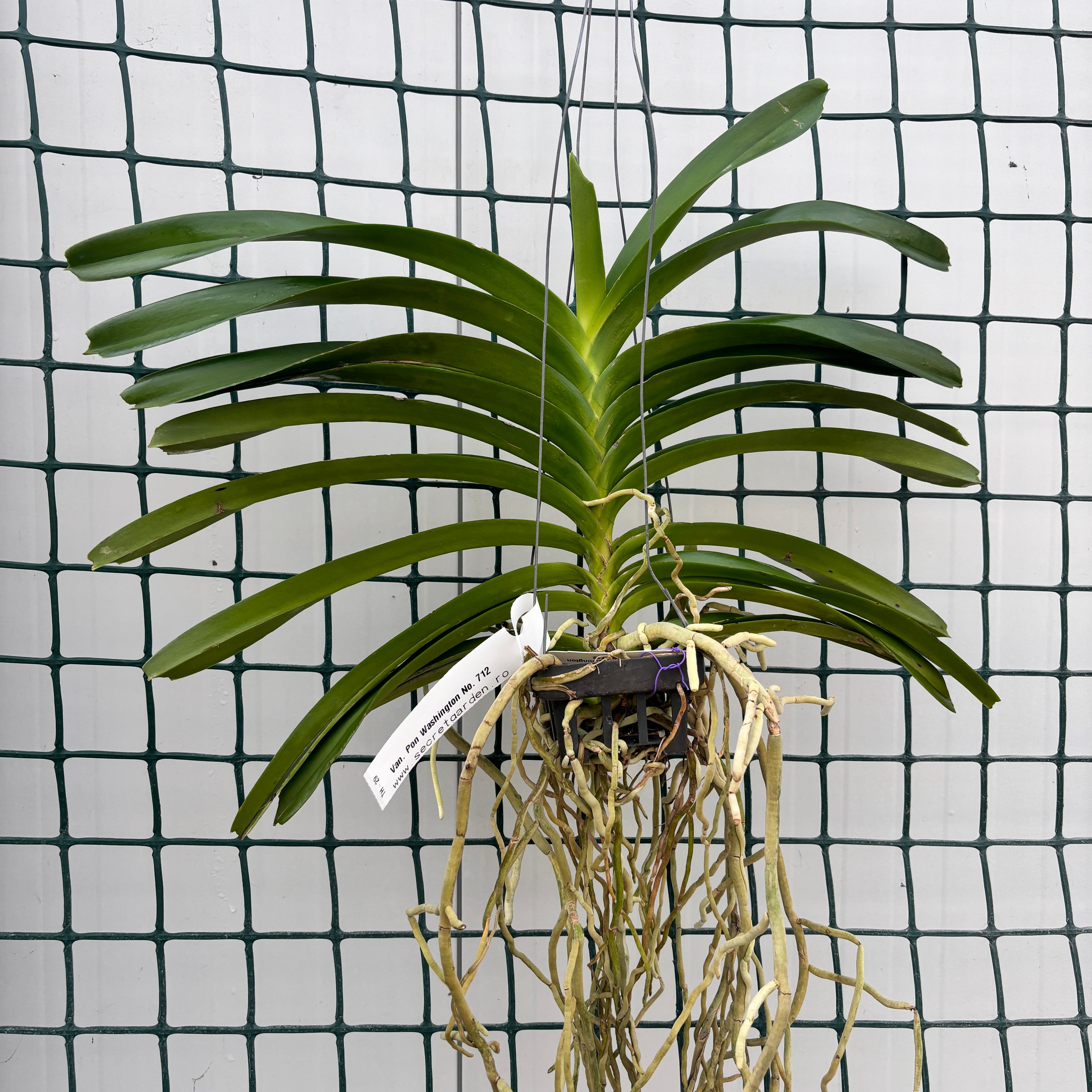 Van. Pon Washington n. 712 profumato