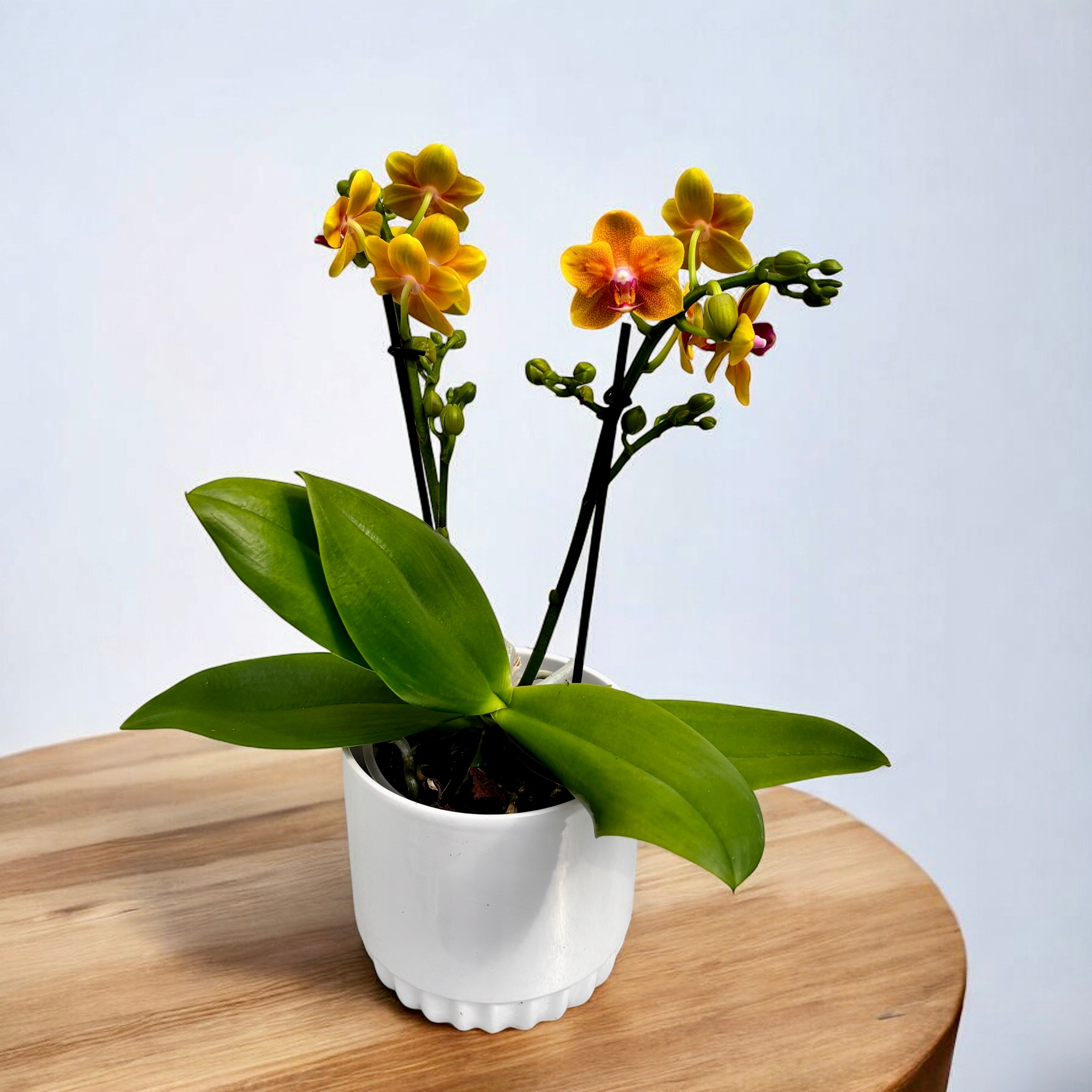 Phalaenopsis Reyoung Romance (Lioulin Orange) - profumata e pelorica