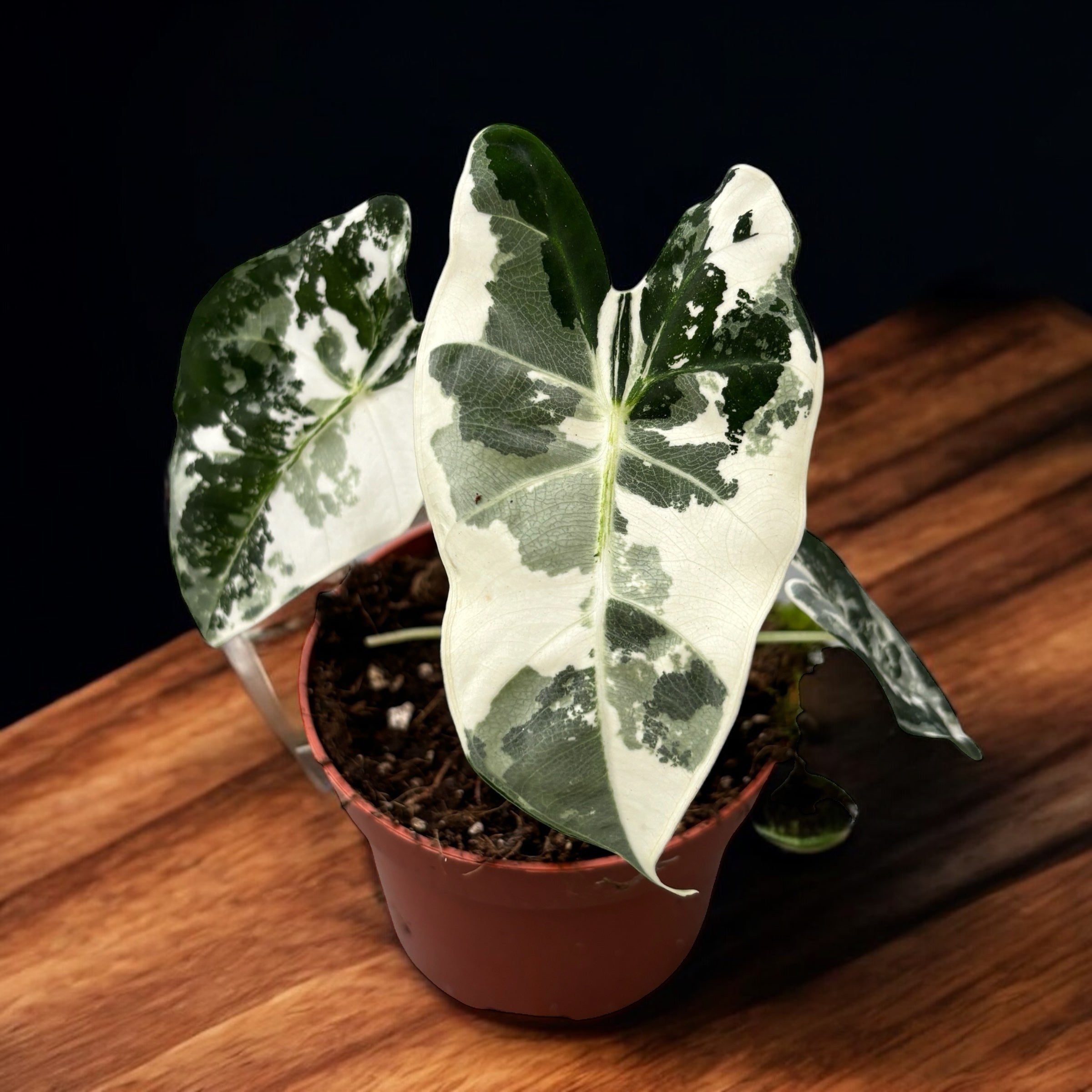Alocasia micholitziana ‘Frydek Variegata’ – eleganta tropicala in verde smarald si alb-crem