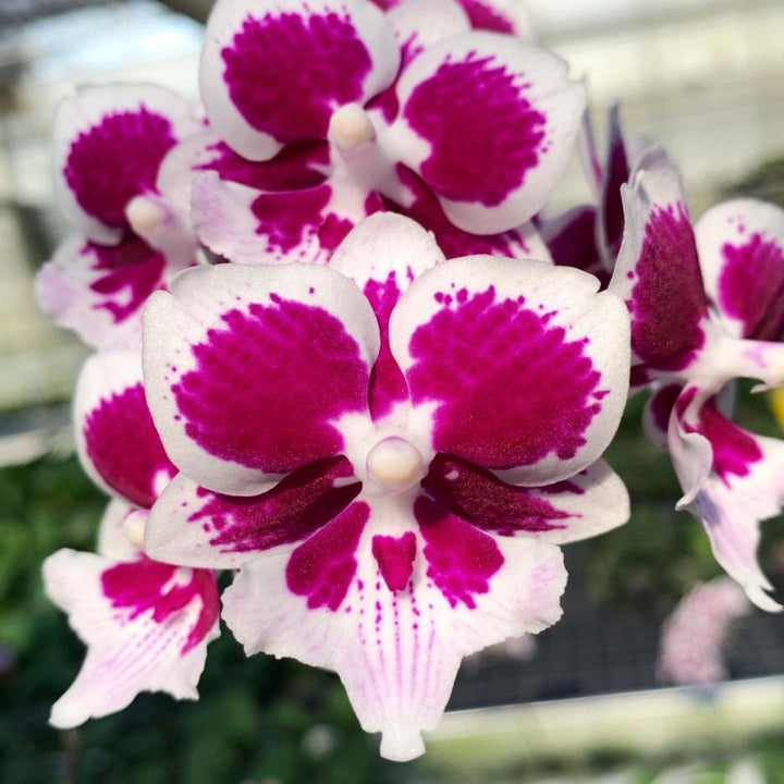 Phalaenopsis Younghome Chocolate (Big Lip)