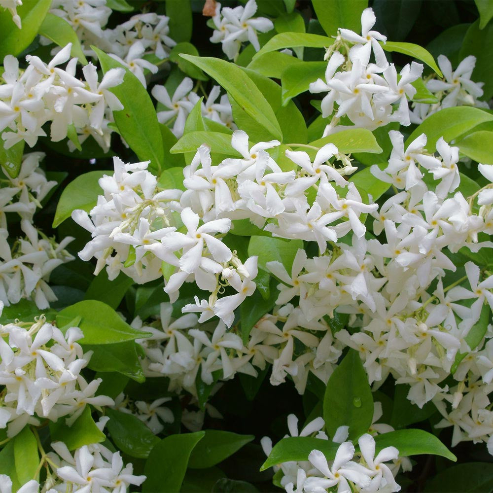 Trachelospermum jasminoides - iasomie stelaraTrachelospermum jasminoides (iasomie stea) - flori parfumate albe (pe spalier)