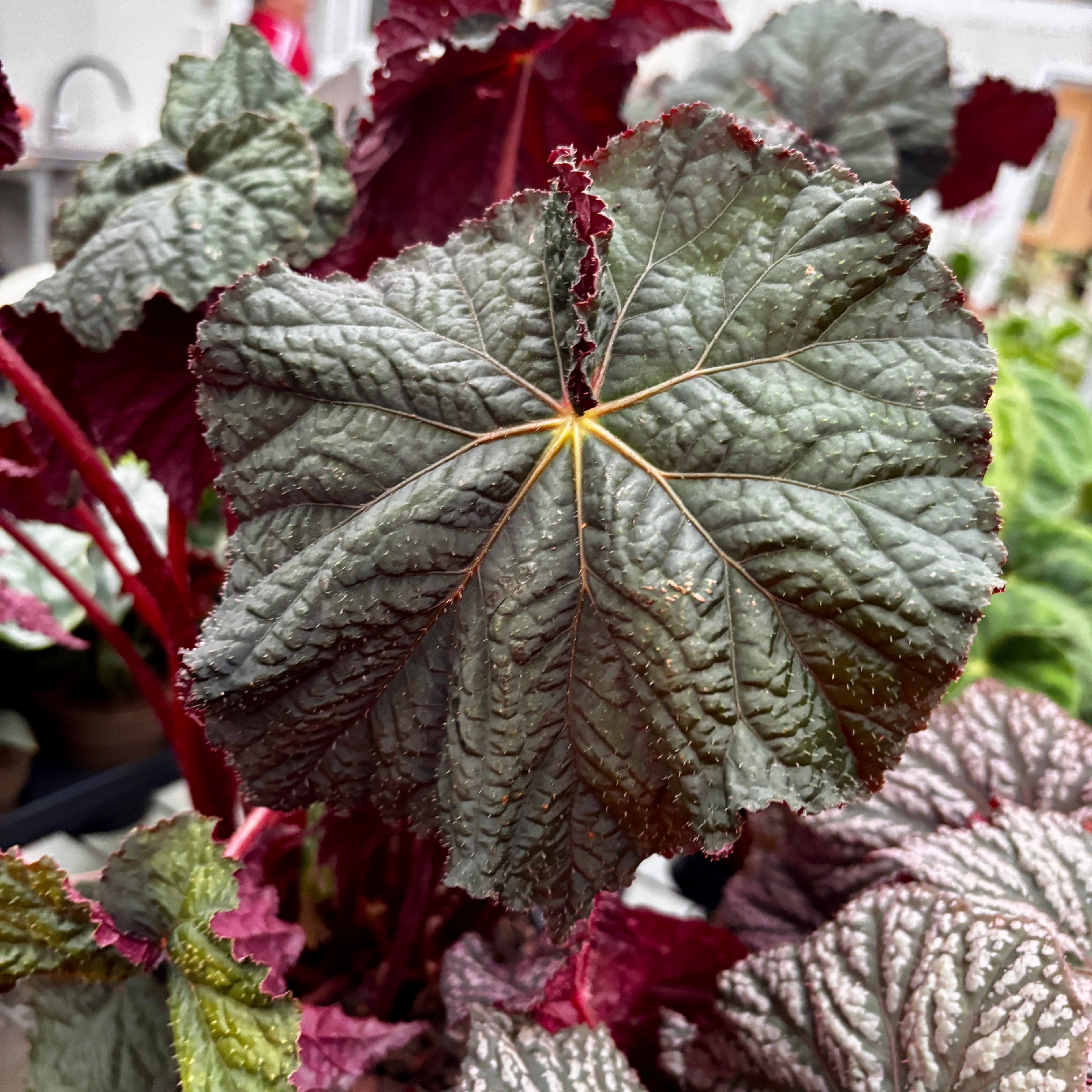 Begonia ‘Dark Side of the Moon’