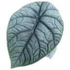 Alocasia Melo (Rugosa)