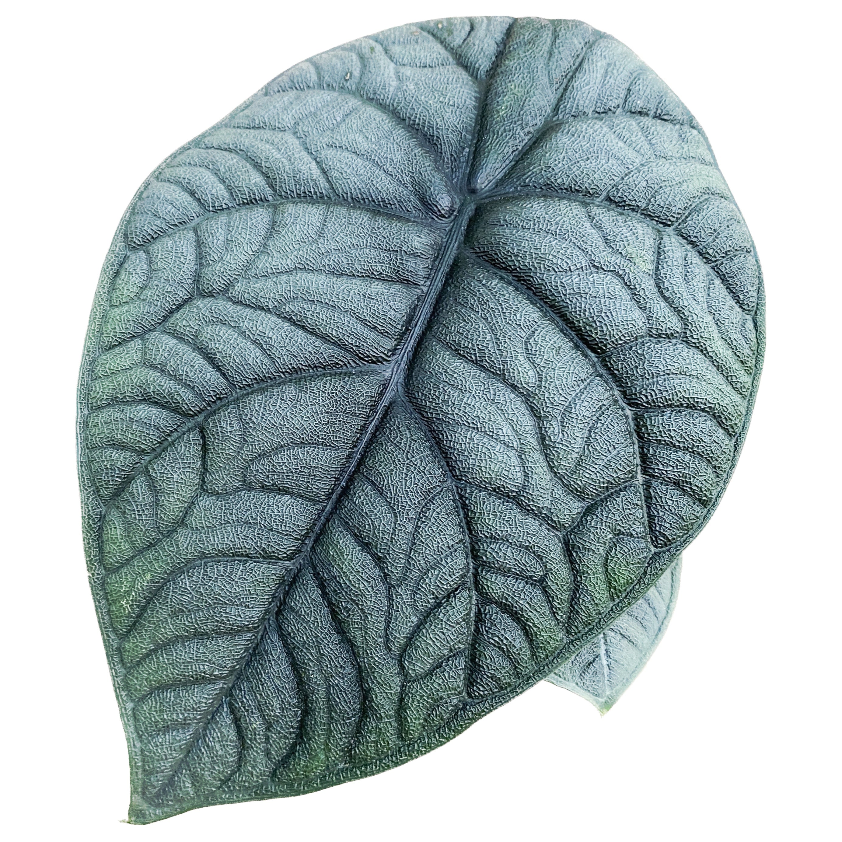 Alocasia Melo (Rugosa)