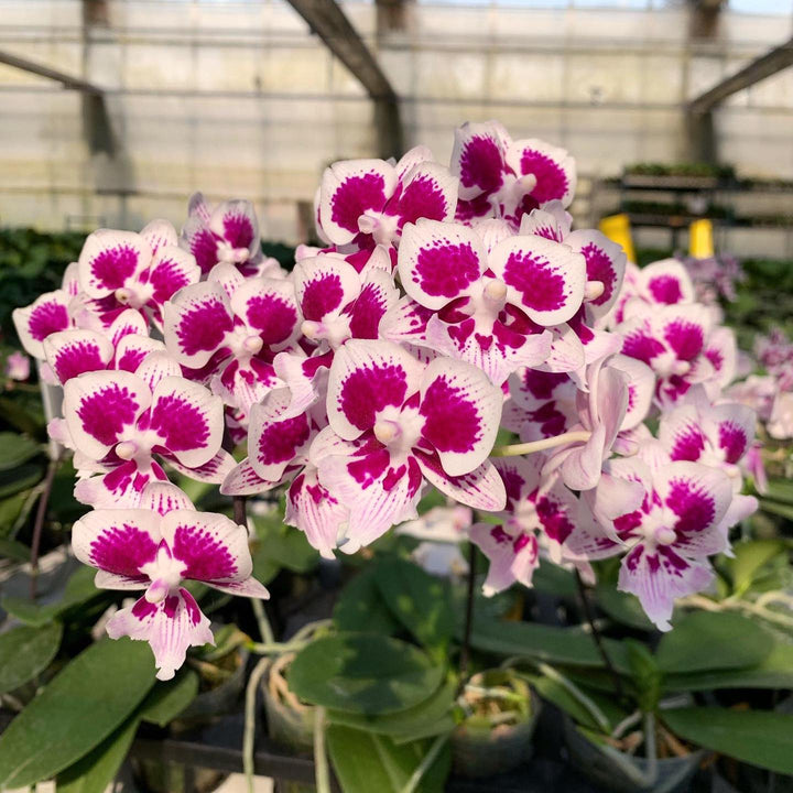 Phalaenopsis Younghome Chocolate (Big Lip)