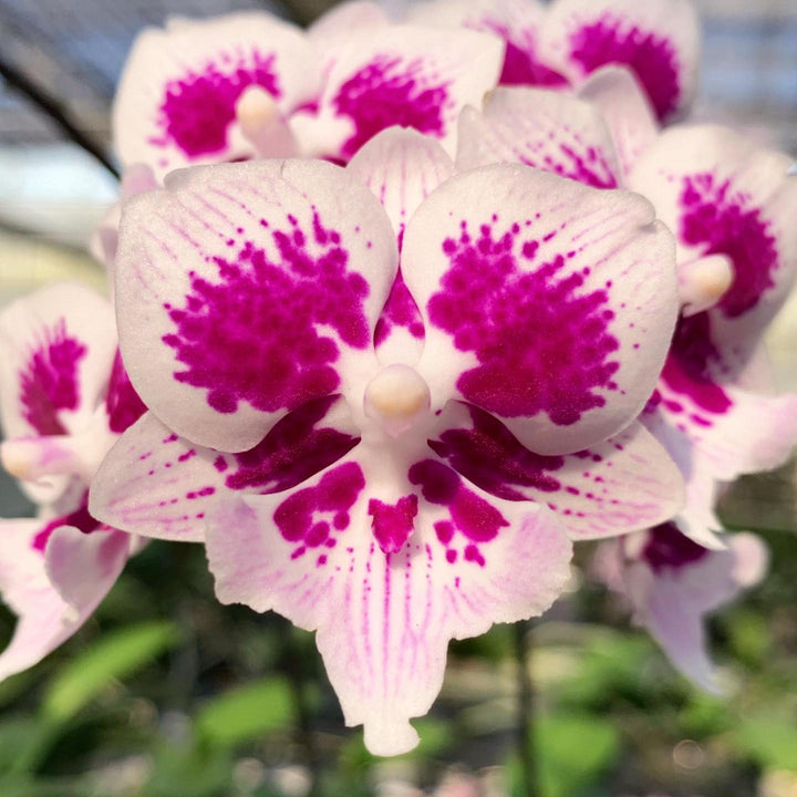 Phalaenopsis Younghome Chocolate (Big Lip)