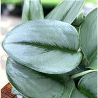 Scindapsus treubii ‘Moonlight’ – silver elegance for any interior