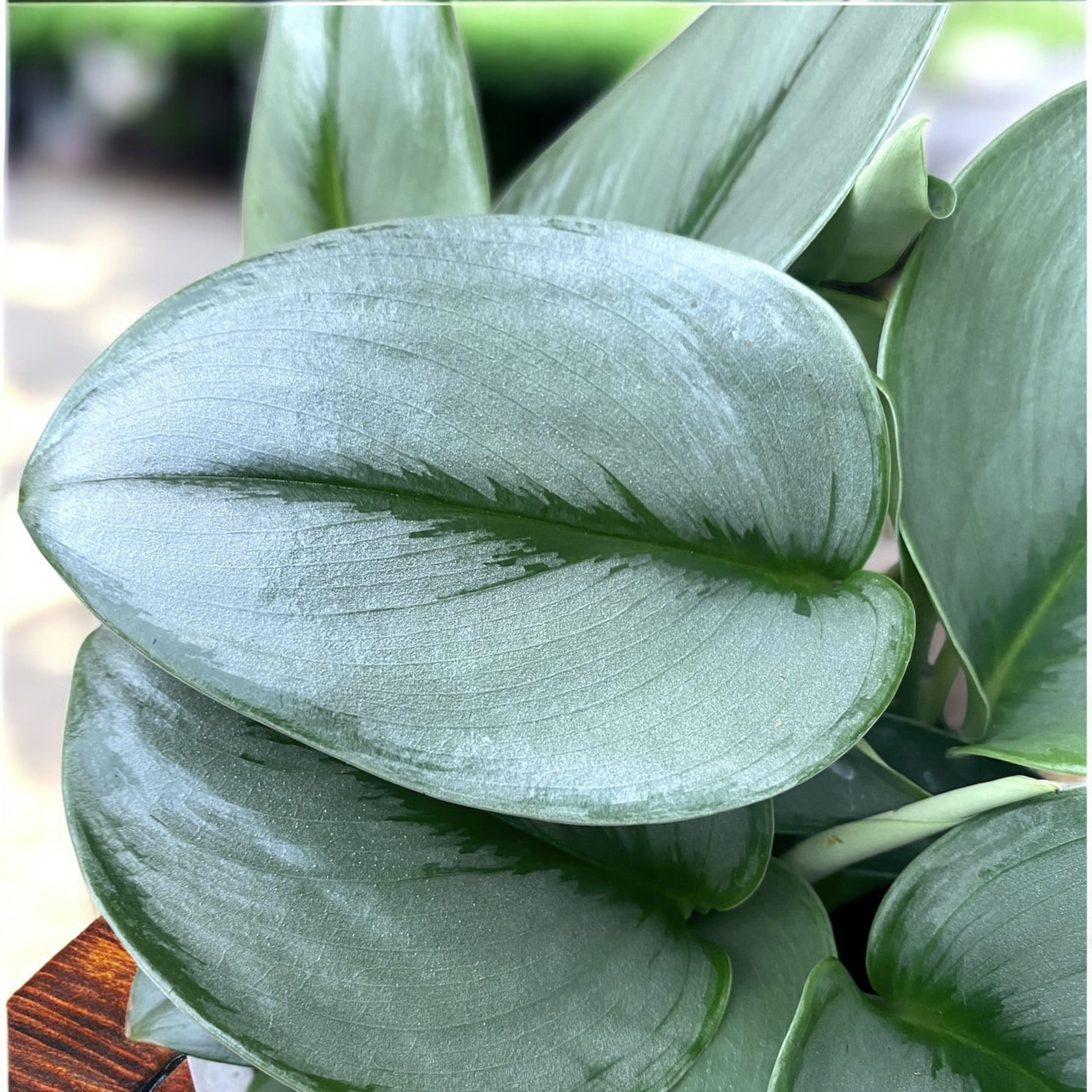 Scindapsus treubii ‘Moonlight’ – eleganta argintie pentru orice interior