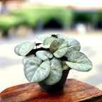 Cyclamen coum 'Silver Leaf' Vaaleanpunainen/Valkoinen - talven koru hopeanvärisillä lehdillä