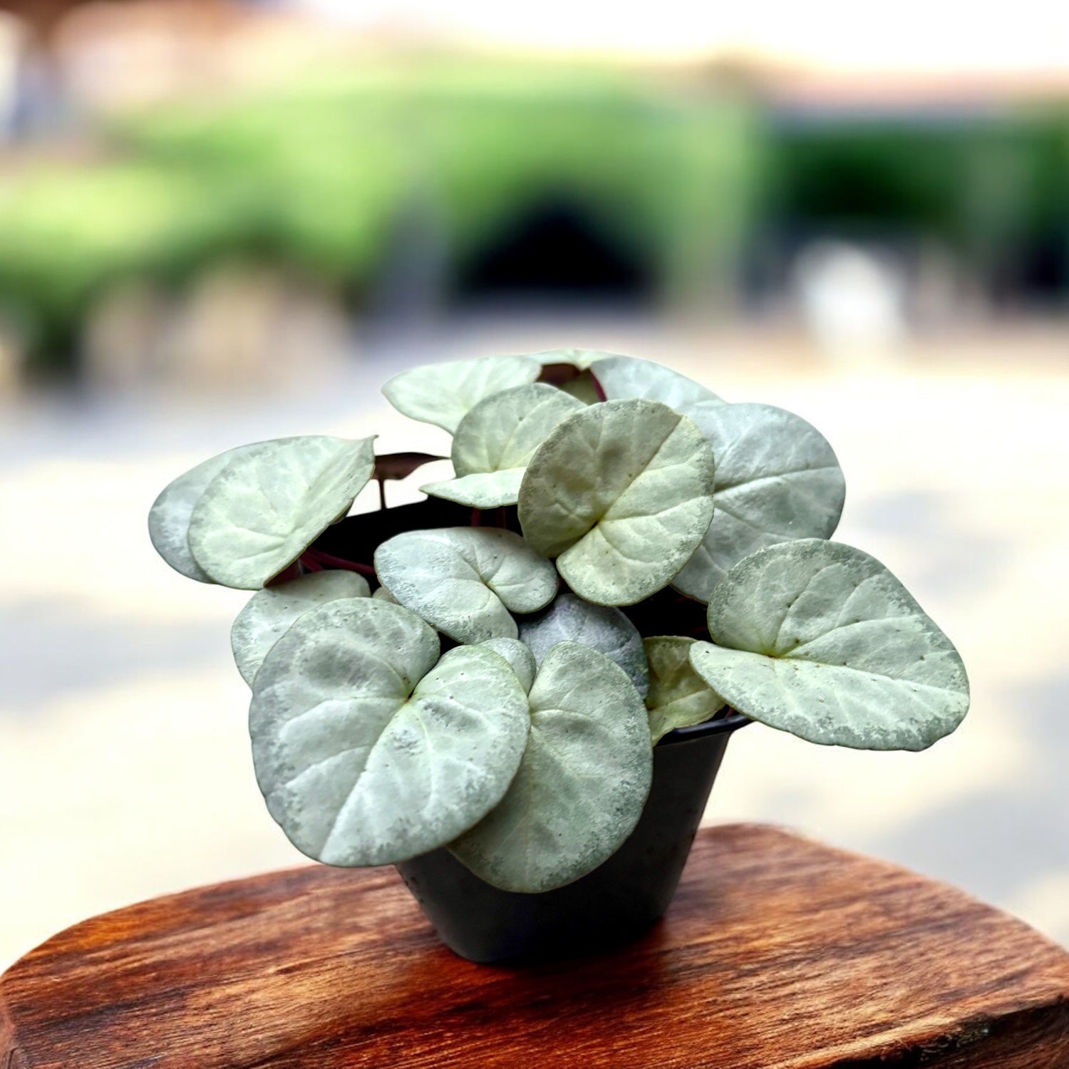 Cyclamen coum ‘Silver Leaf’  - bijuterie de iarna cu frunzis argintiu