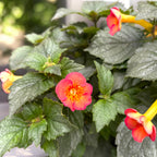 Achimenes ‘Carrot Cake’ - planta tropicala cu flori portocaliu-rosii si inflorire abundenta