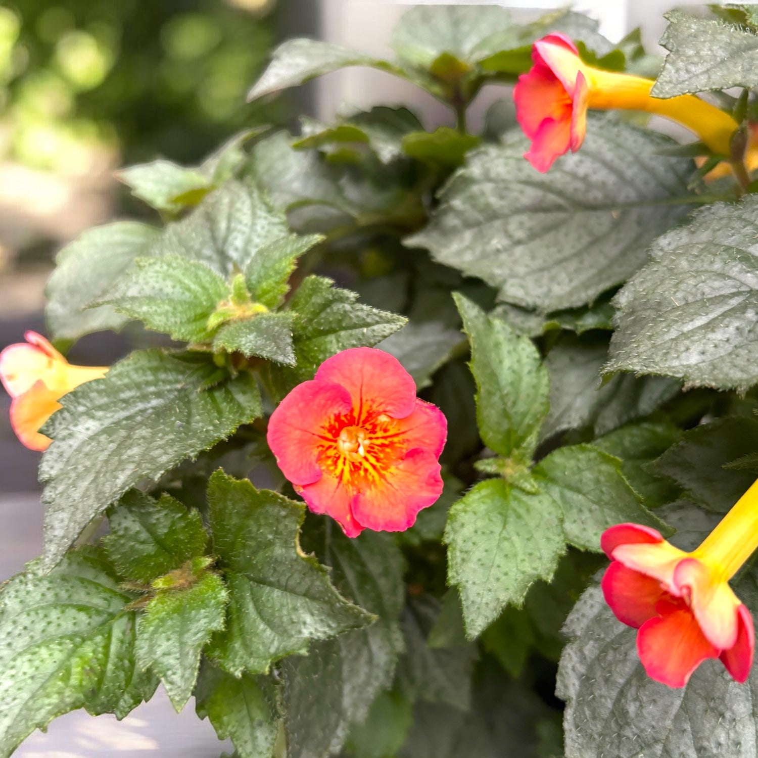Achimenes ‘Carrot Cake’ - planta tropicala cu flori portocaliu-rosii si inflorire abundenta