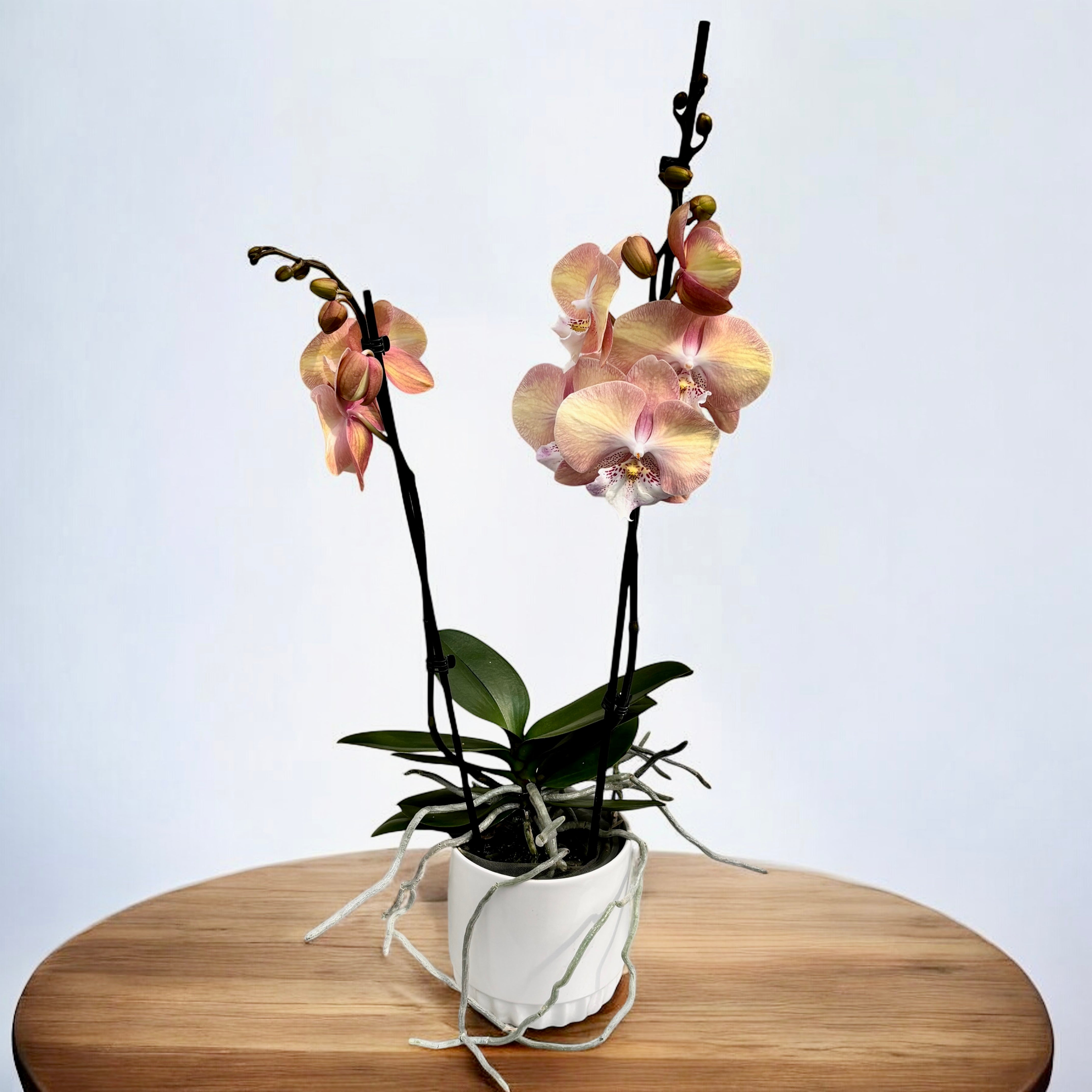Phalaenopsis 'Rainbow Unicorn' (Tina) veľké pysky – Secret Garden