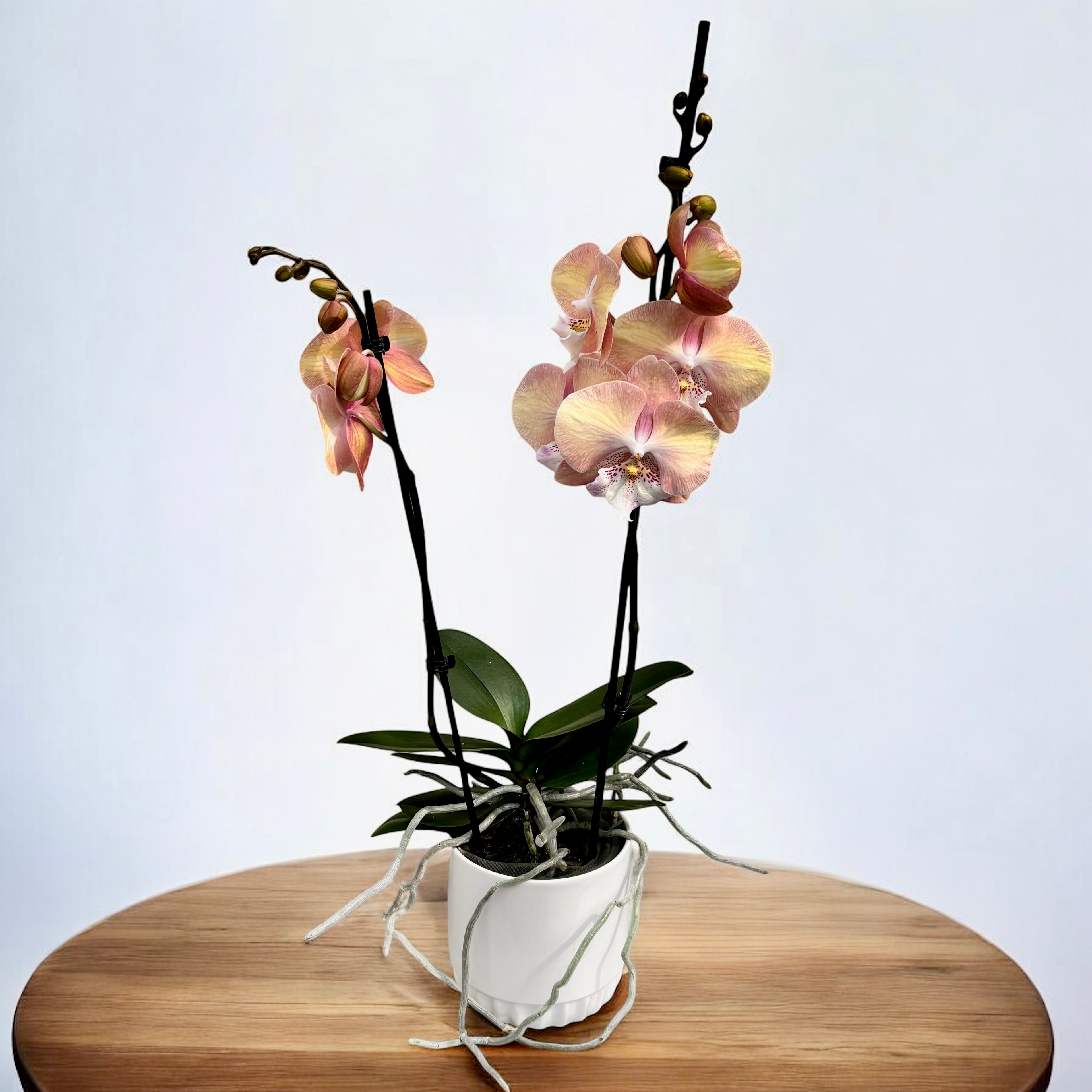Phalaenopsis 'Rainbow Unicorn' (Tina) big lip