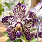 Variation Vanda Sunanda Royal Purple (Ansu)