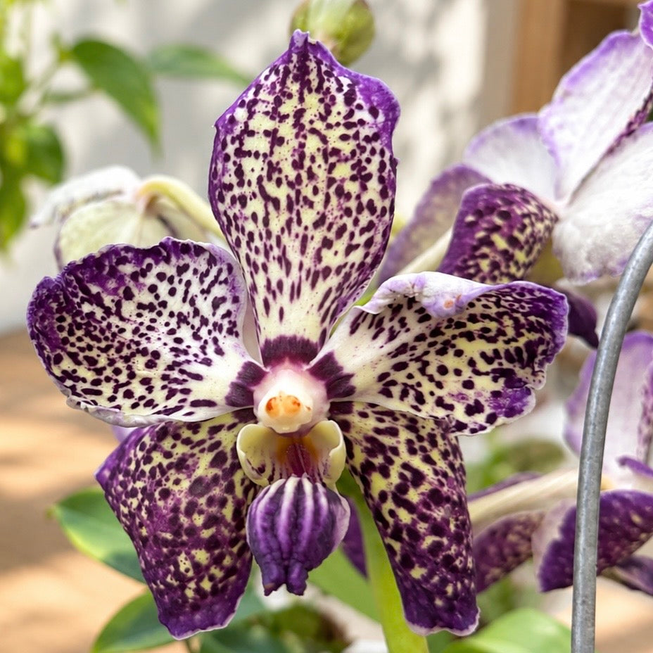 Variation Vanda Sunanda Royal Purple (Ansu)