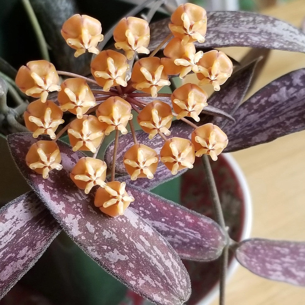 Hoya sigillatis