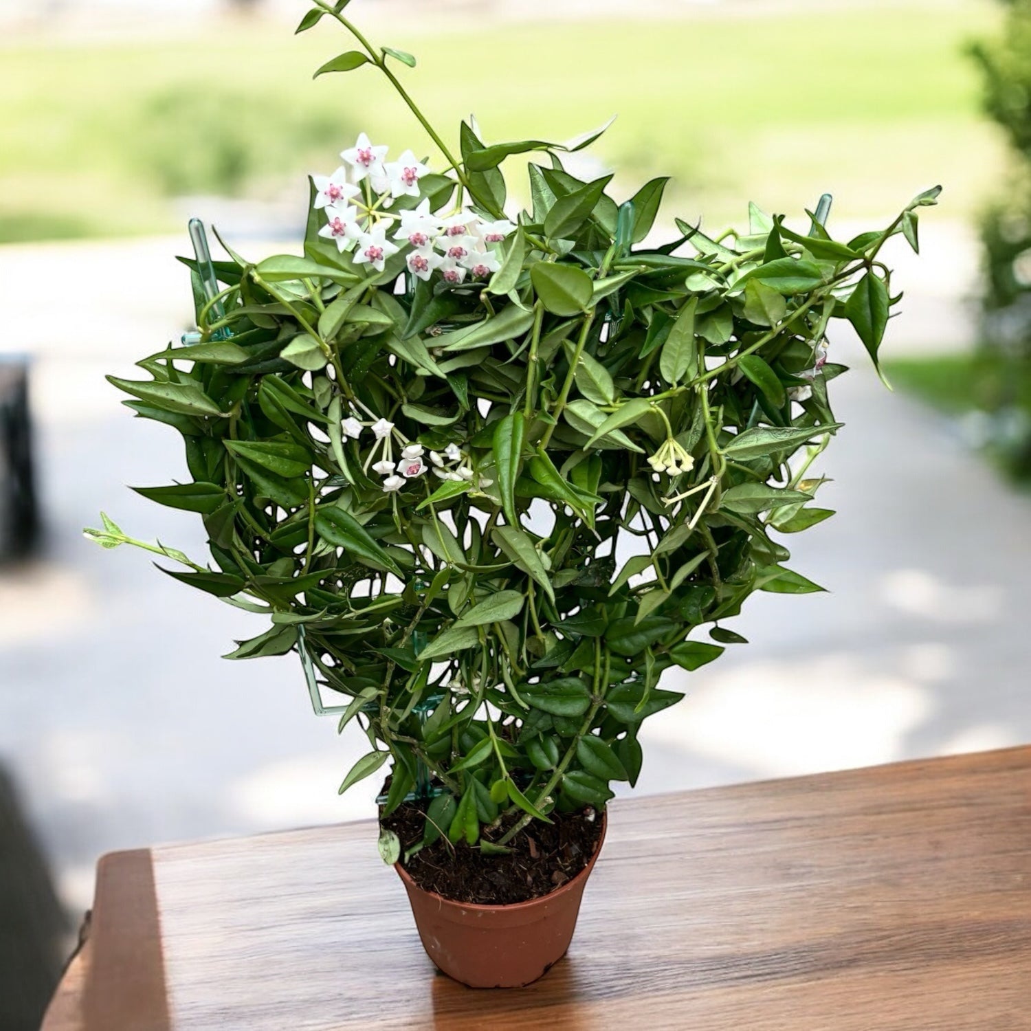 Hoya bella (Lacrima Maicii Domnului)