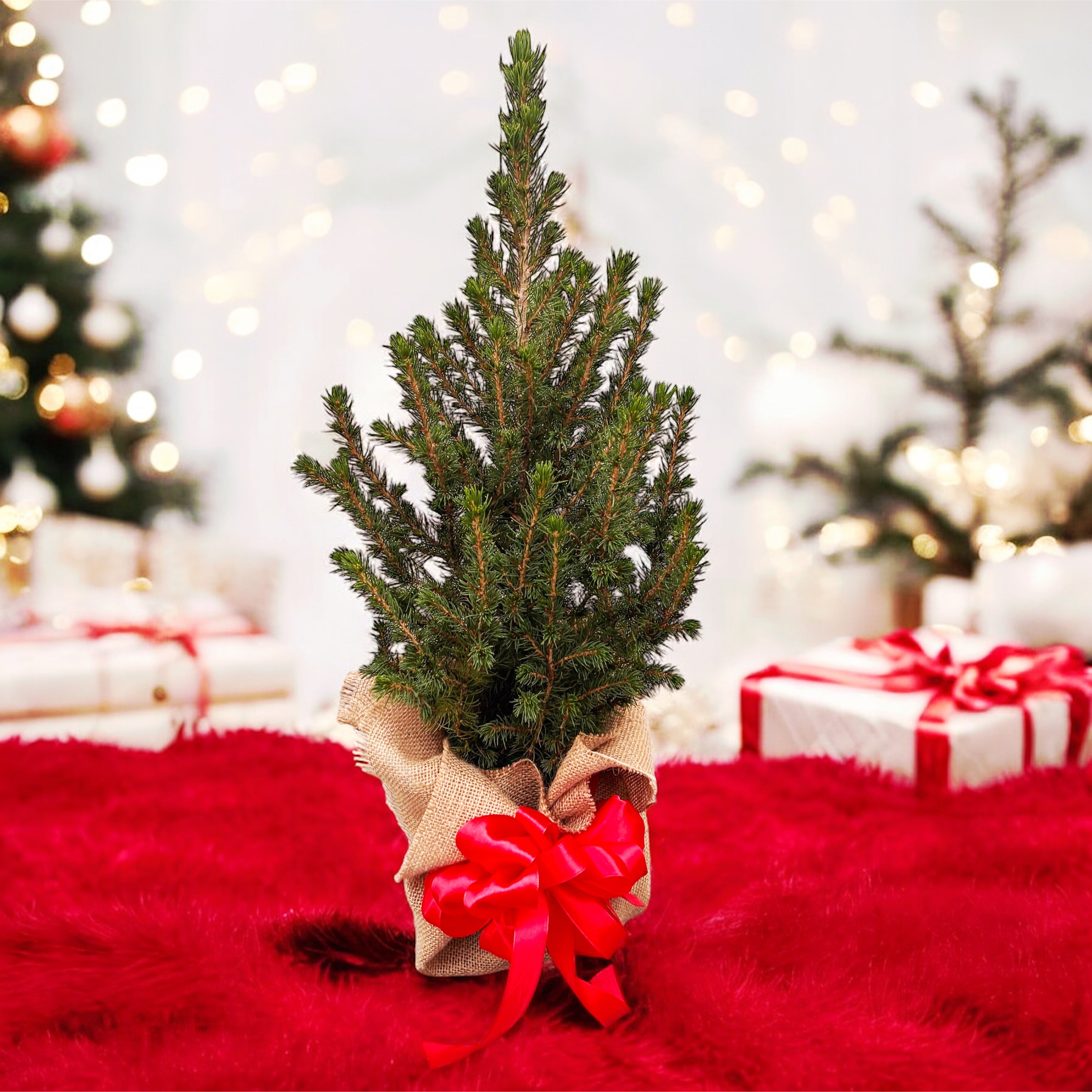 Brad natural ambalat de cadou
