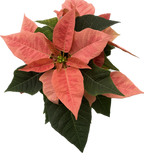 Euphorbia Pink Champagne