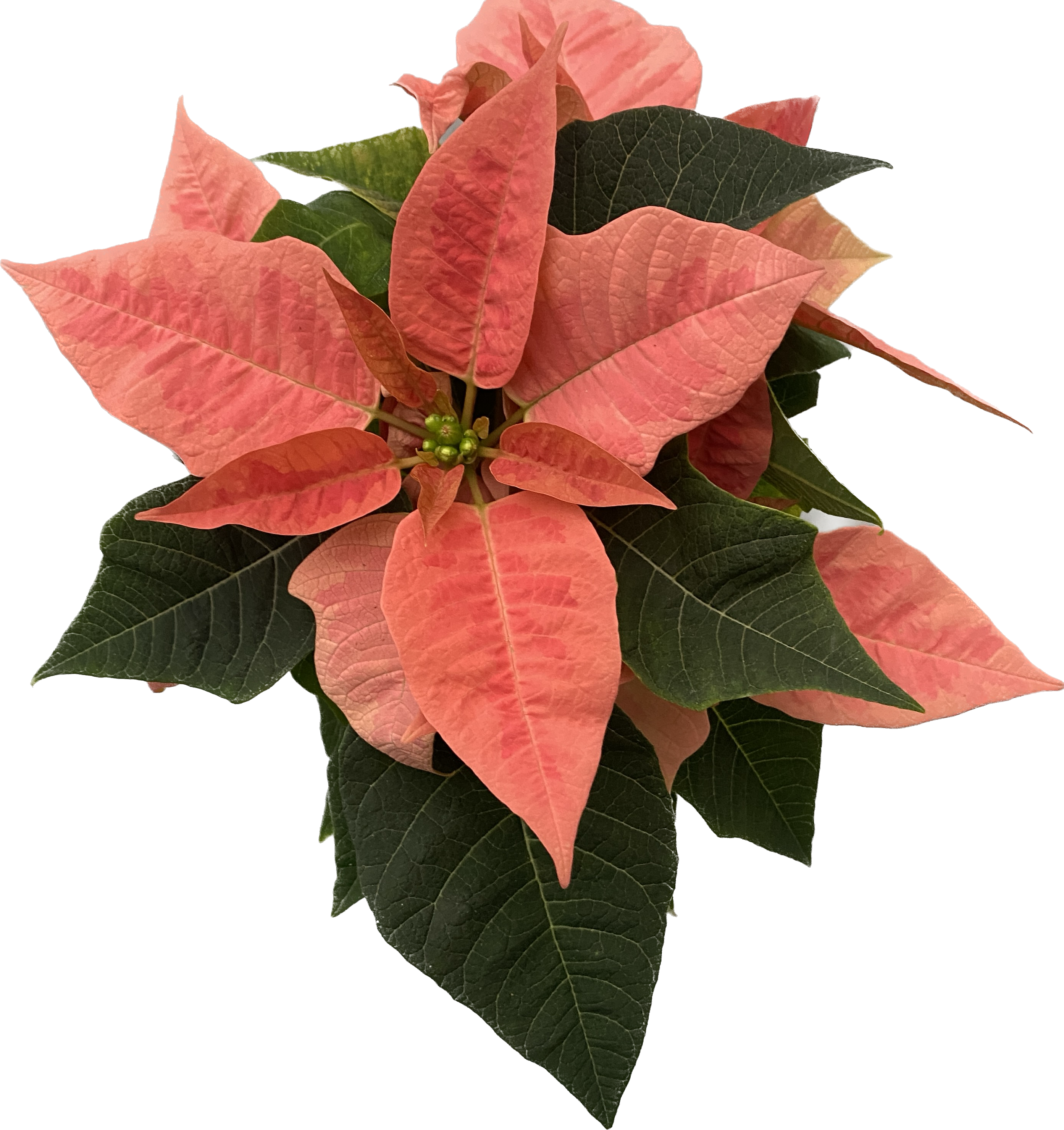 Euphorbia Pink Champagne