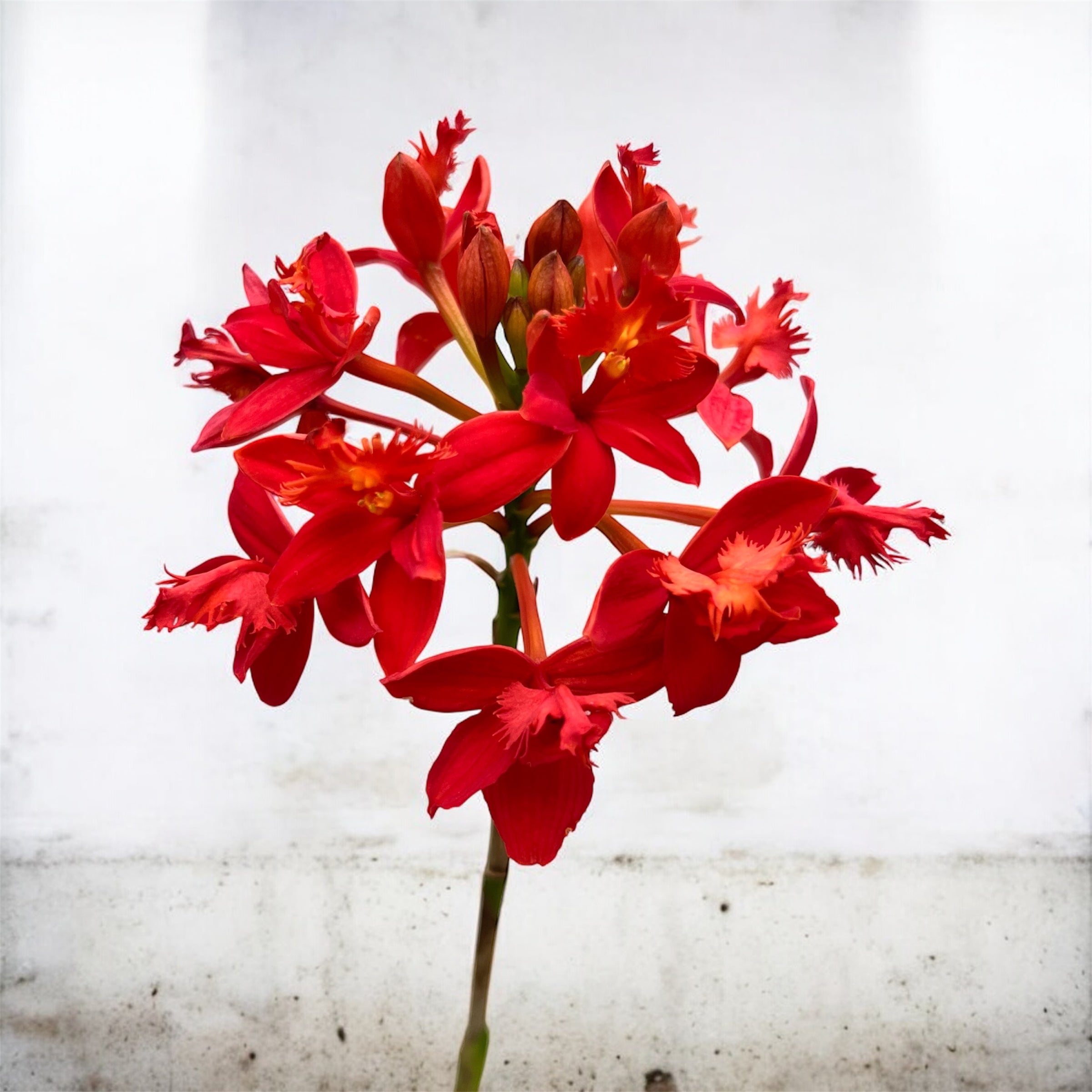 Epidendrum radicans ‘Red Star’ XL