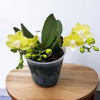 Phalaenopsis Table Lemon (Allura Songbird)