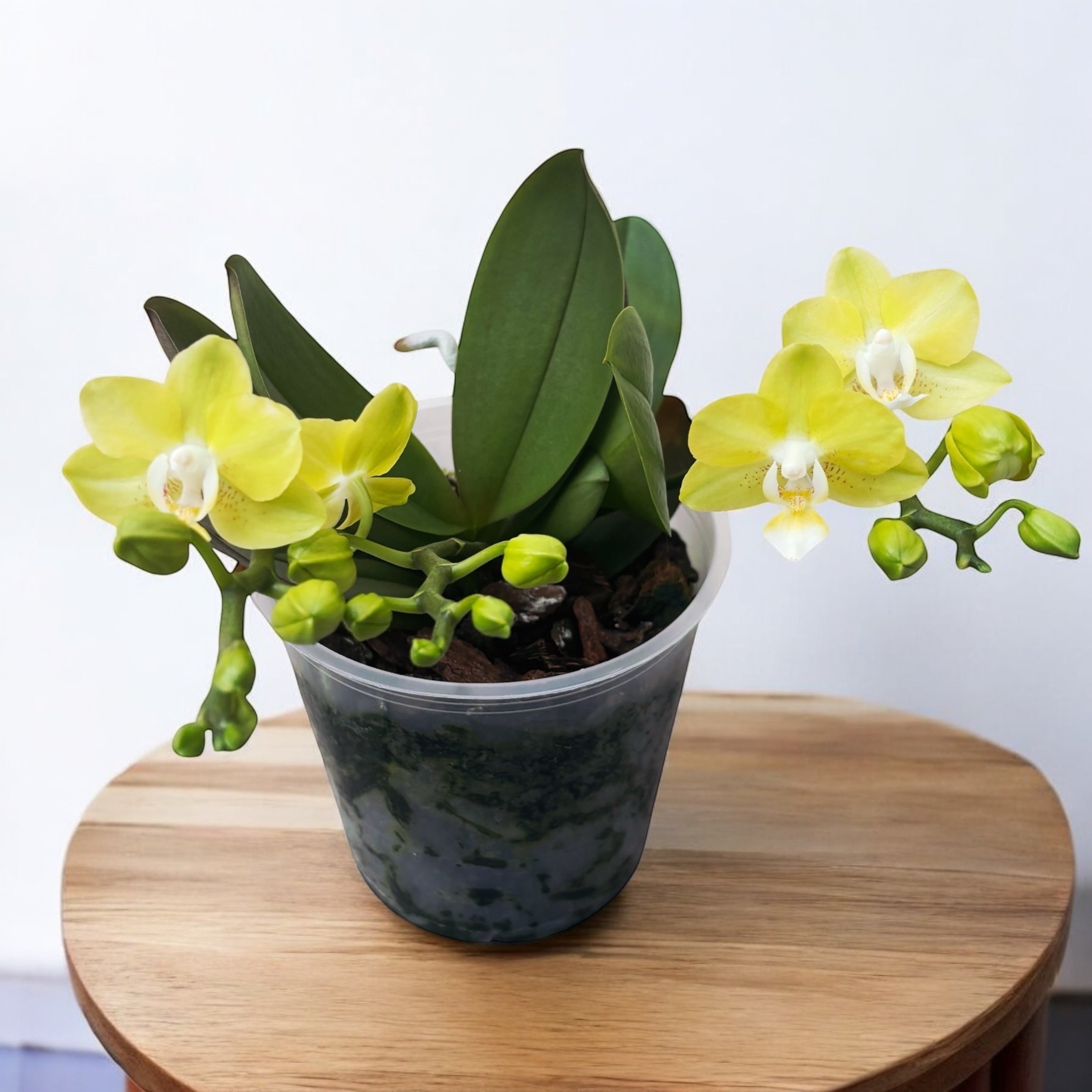 Phalaenopsis Table Lemon (Allura Songbird)