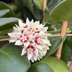 Hoya calycina 'Stargazer' - XL Exemplare - die duftendste Hoya