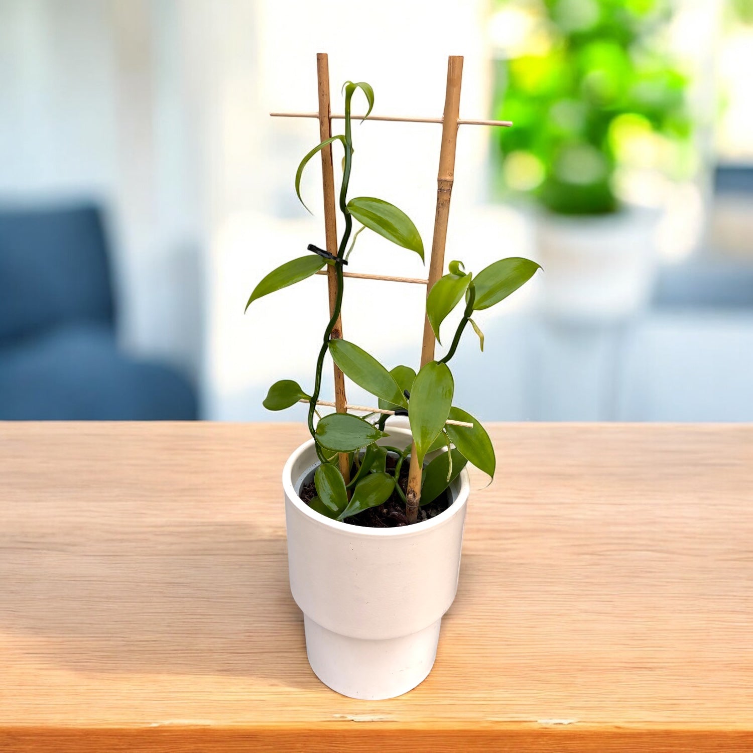 Vanilla Planifolia - Vanilla Orchid - 4 plants/pot