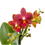 Phalaenopsis Sogo Red Star * fragrant waxy flowers