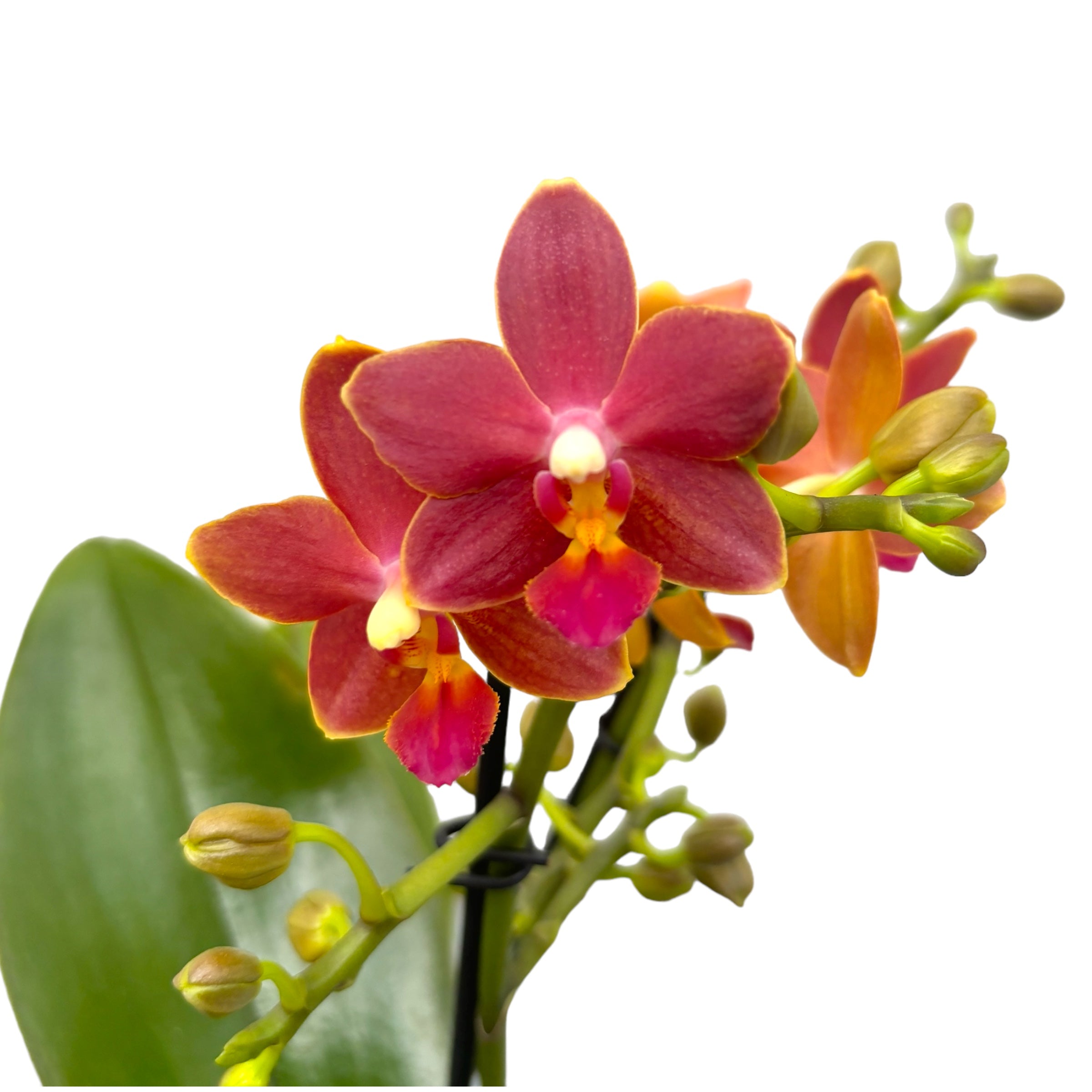 Phalaenopsis Sogo Red Star * fragrant waxy flowers