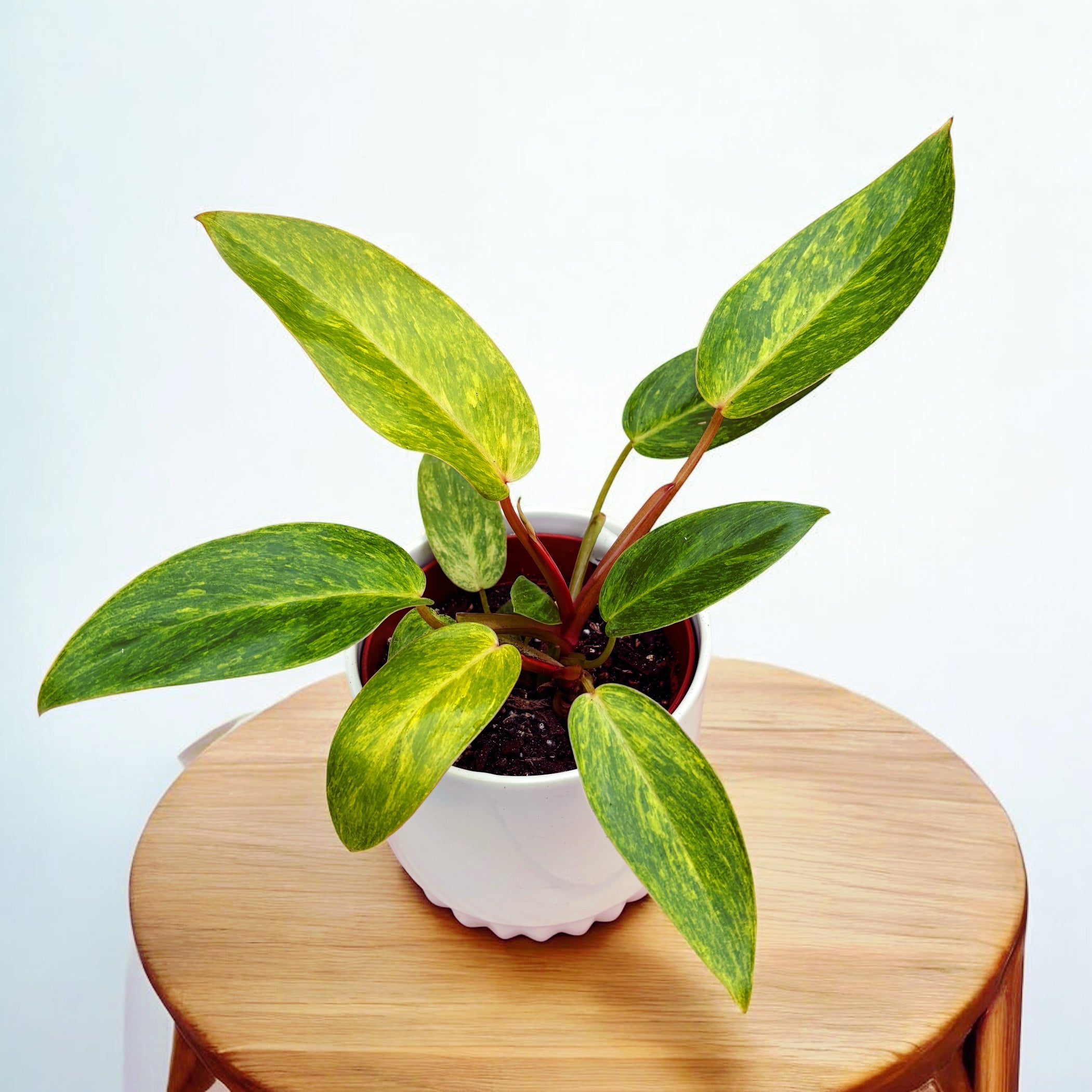 Philodendron 'Painted Lady' D12