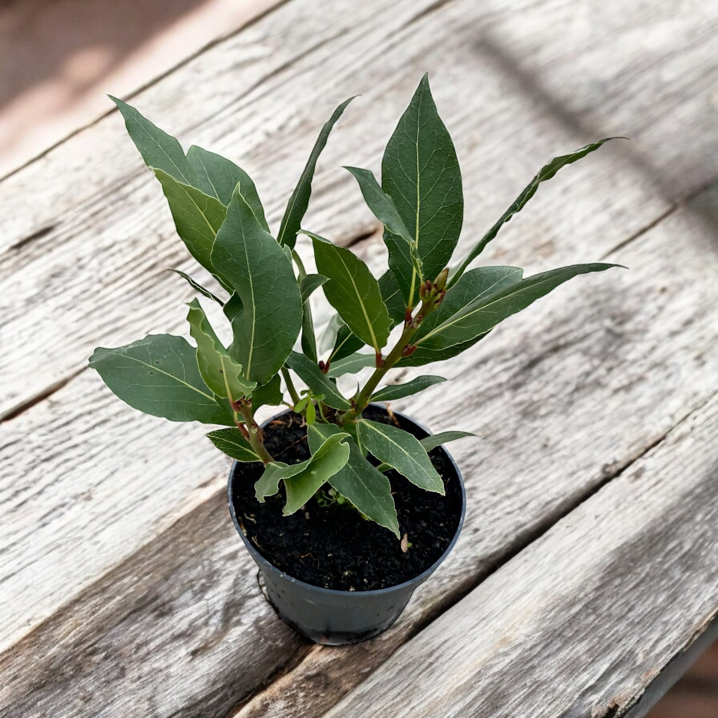 Dafin comestibil la ghiveci