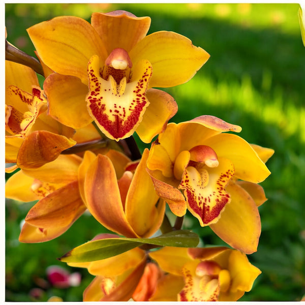 Gelbe Cymbidium-Orchidee Indian Summer