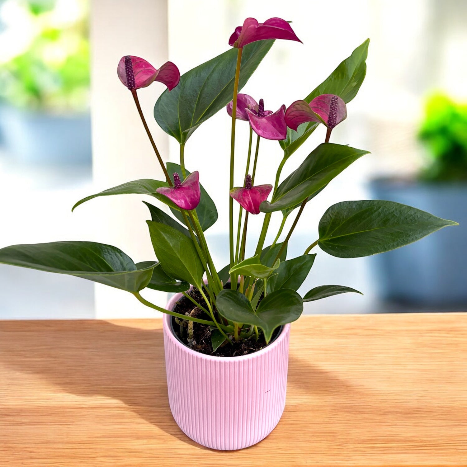 anthurium mix ingrijire Anthurium 'Karma Purple', cu masca deco si sistem autoirigare, ingriji – Secret Garden Plant Shop