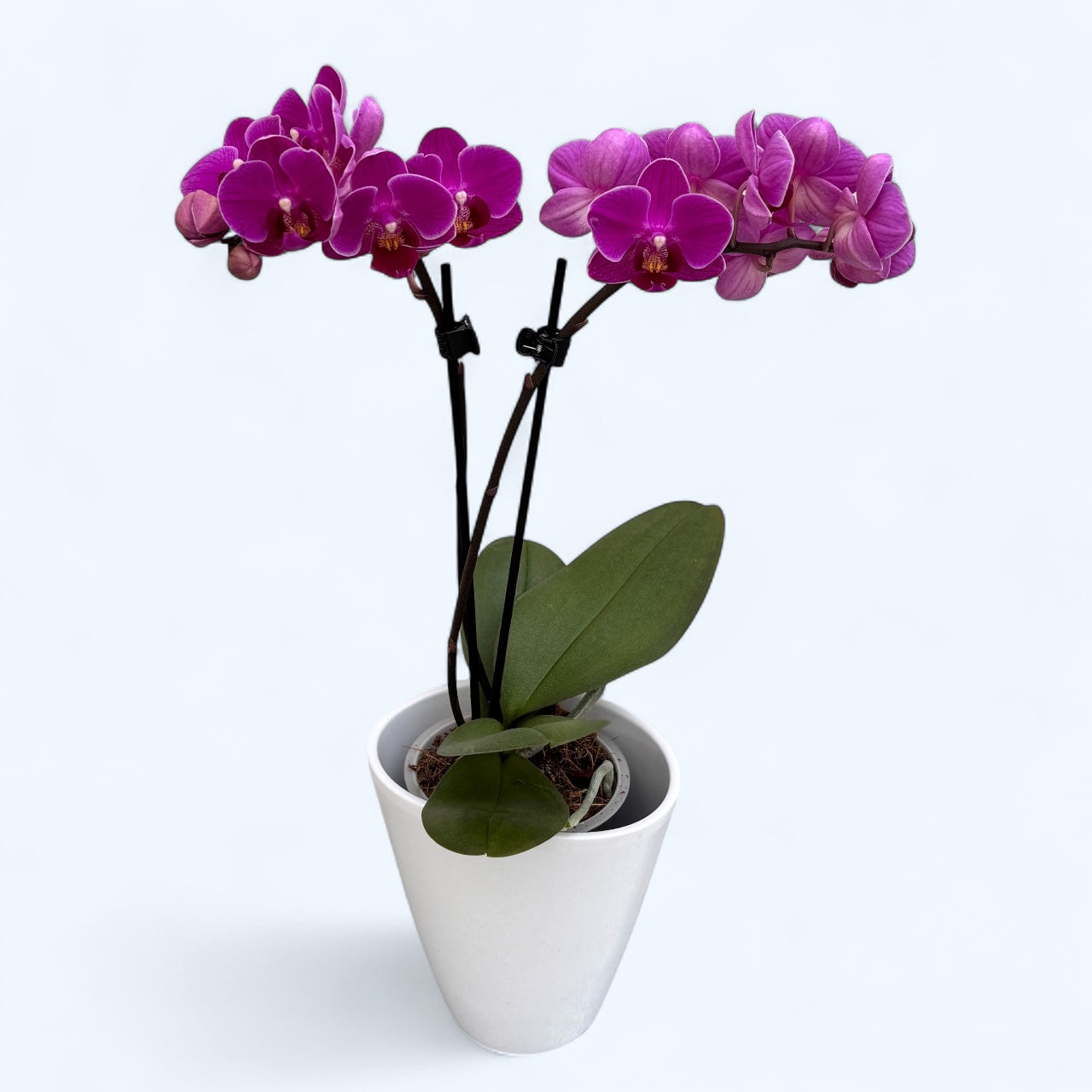 Phalaenopsis Merida
