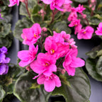 Saintpaulia Rococo Ballet - Violete de Parma