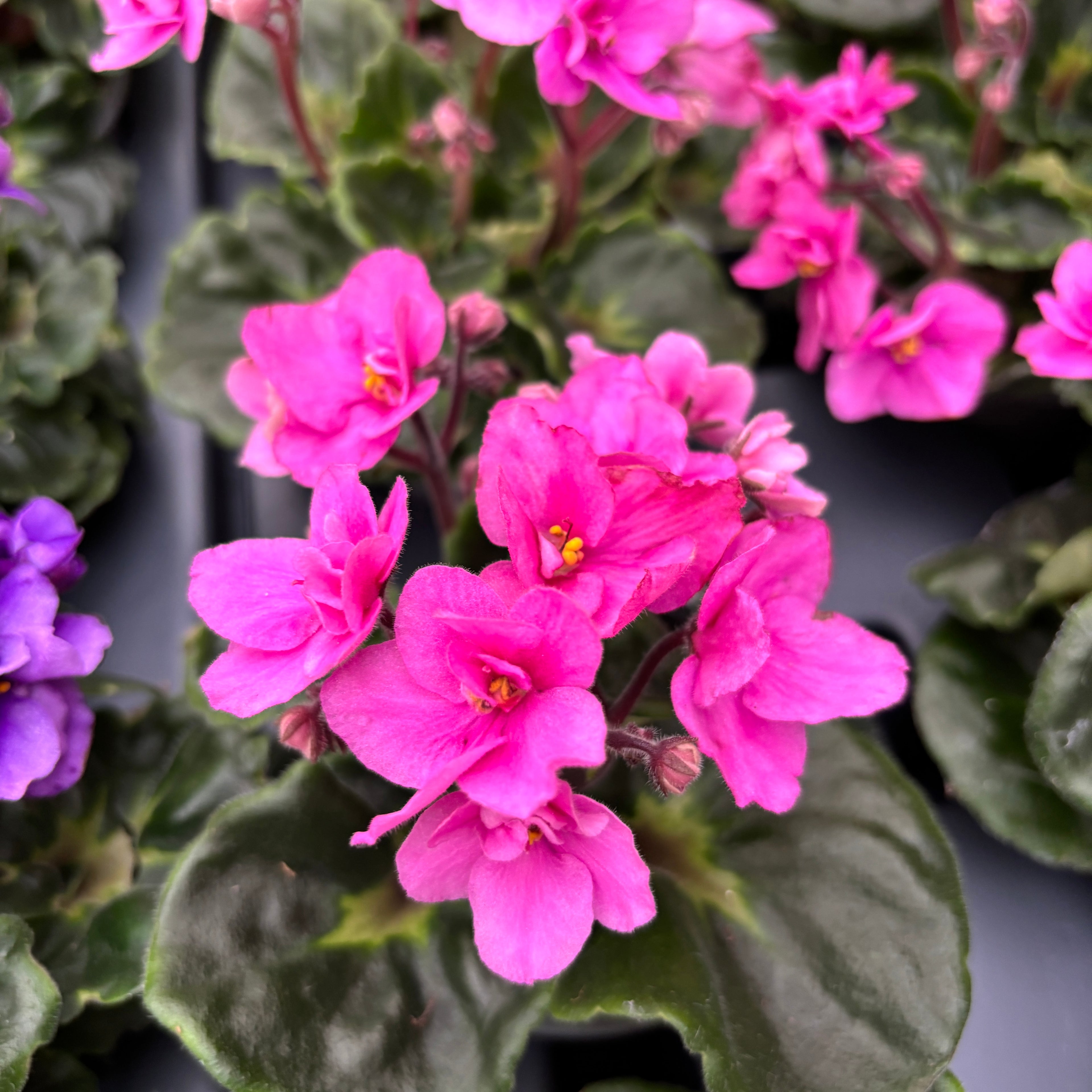 Saintpaulia Rococo Ballet - Violete de Parma